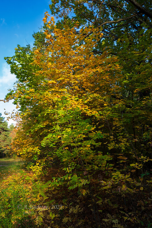Осеннее - Александр Синдерёв