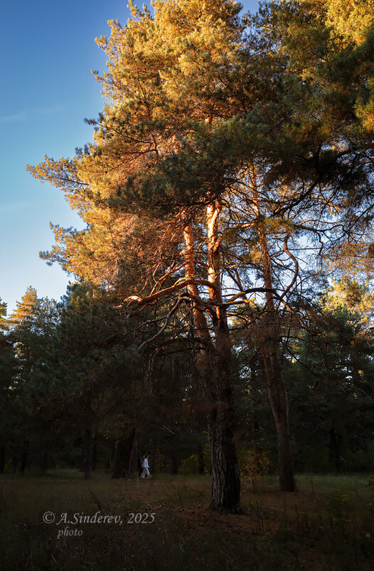 Сосны в солнечном свете - Александр Синдерёв