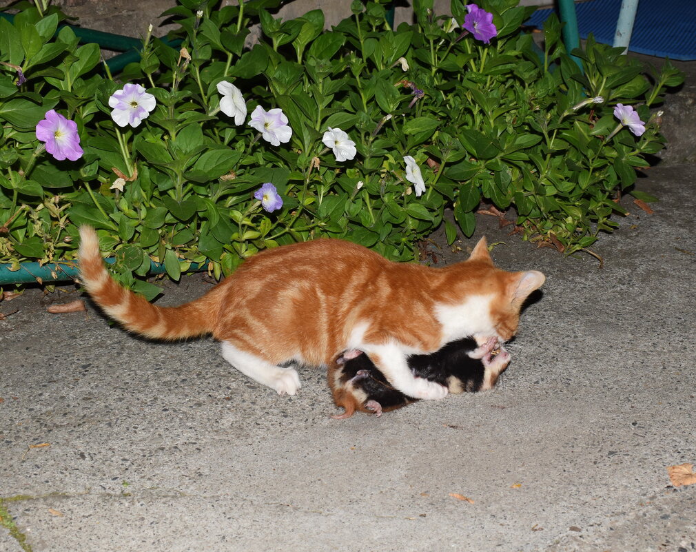 Бескомпромиссный поединок: молодость побеждает... - Константин Штарк