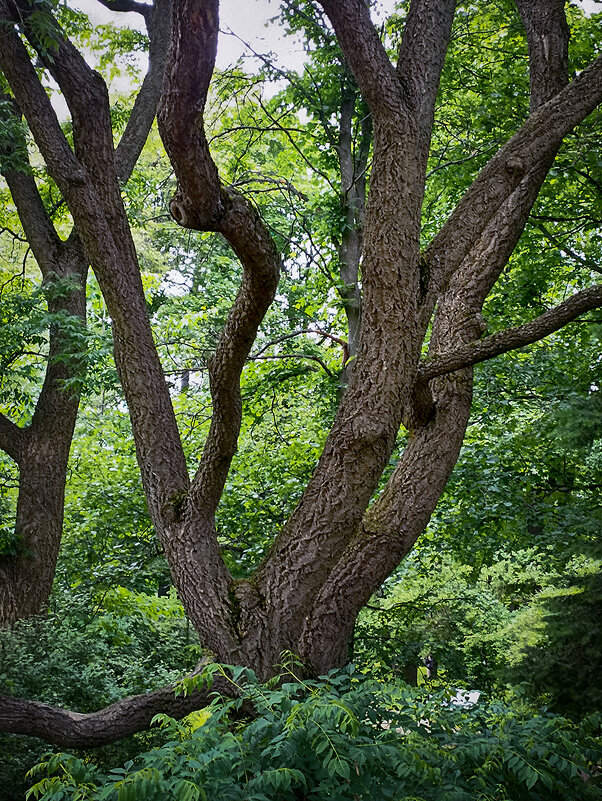 Танцующие стволы. - Лилия *
