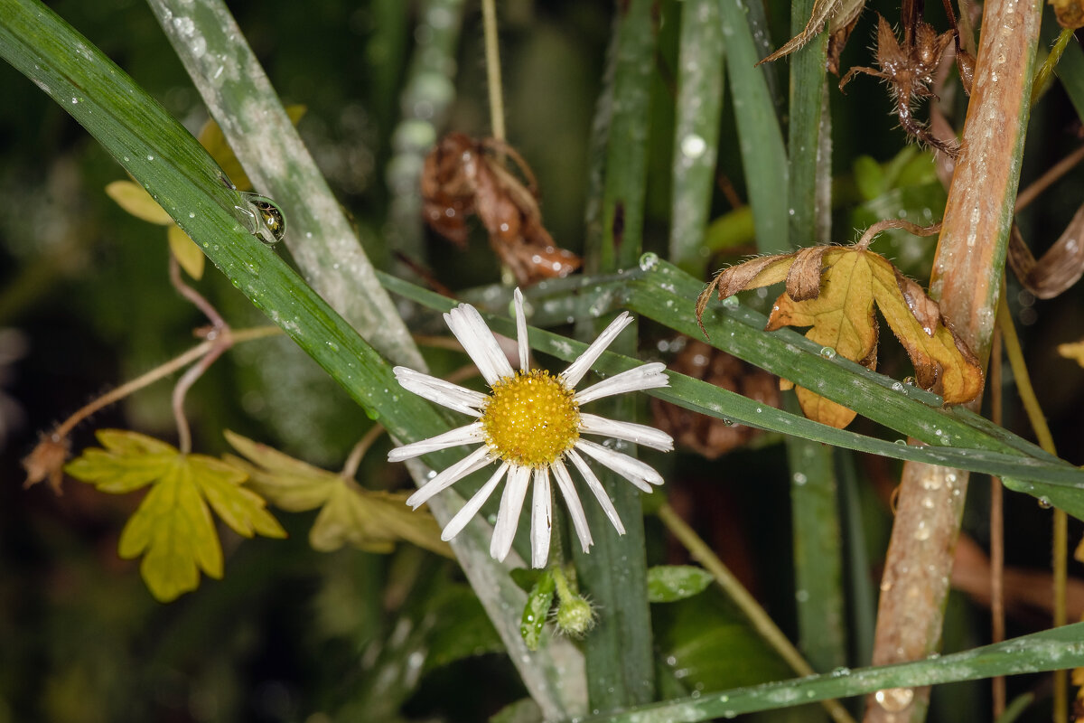 * - Nikolai 888 * - Nikolai 888