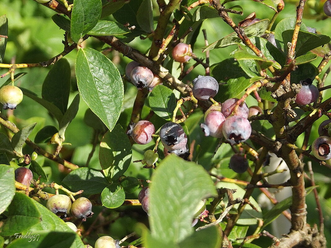 Садовая черника - Freddy 97