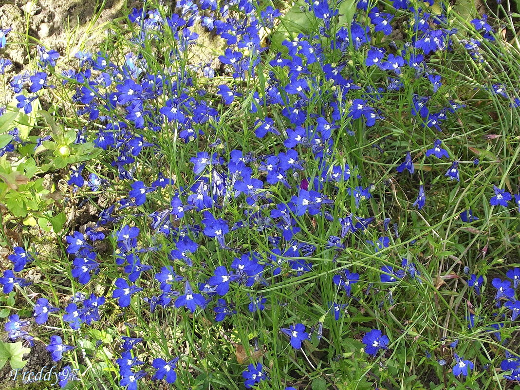 Лобелия - Freddy 97