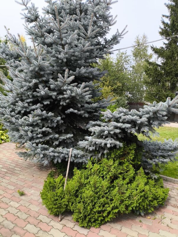 Курск. В саду у дома - Ирэн 