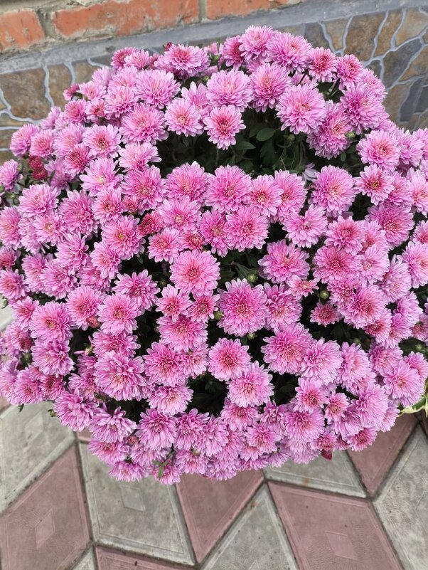 Курск. В саду у дома - Ирэн 