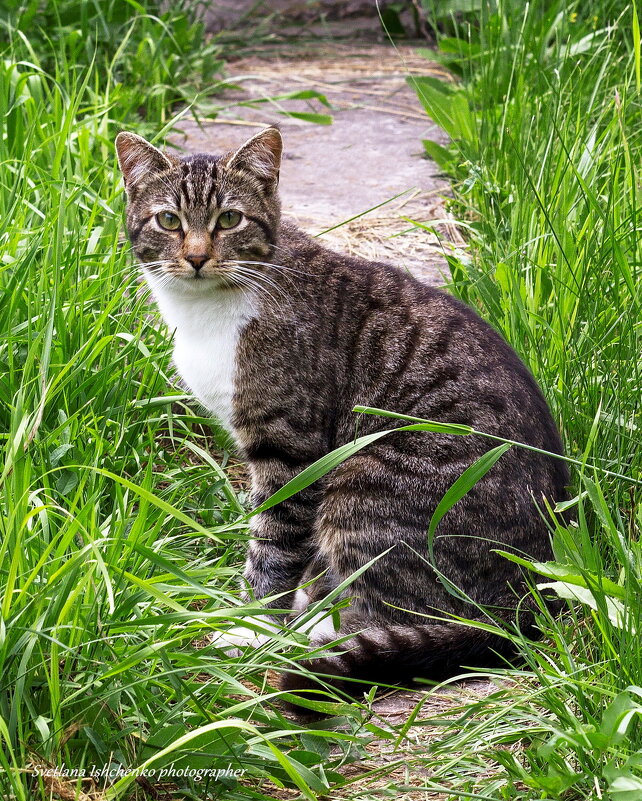 Кот - Светлана Ищенко