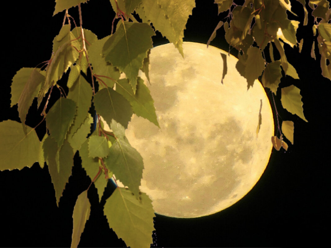 Сегодня полнолуние - Татьяна Львова