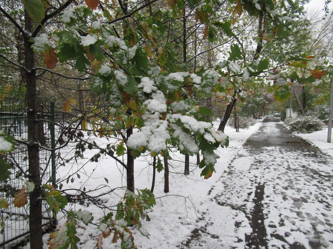 Дубки припорошило - Андрей Макурин