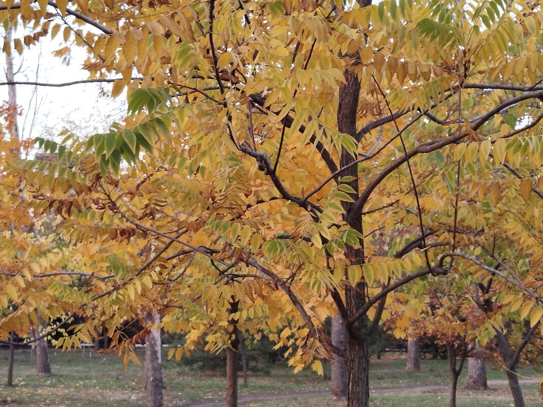 Золотая осень! - Надежда 