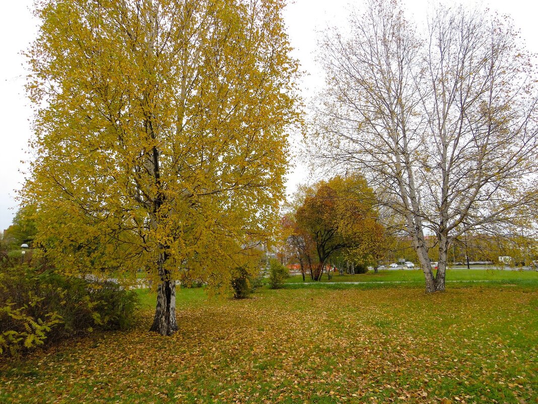 *** - Лариса С.