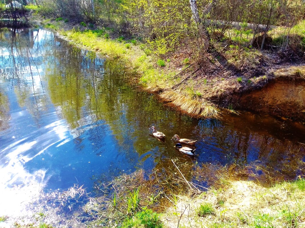 плывут уточки - Владимир 