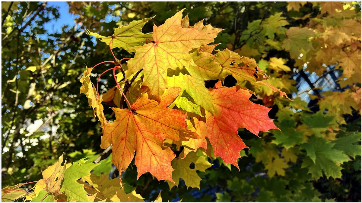 В осеннем парке, на исход сезона, Уныло дождь холодный моросит, - "The Natural World" Александер