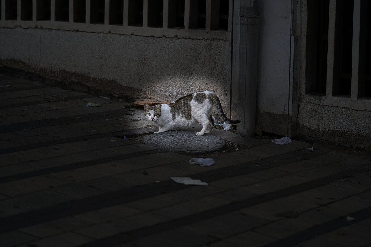 Из жизни кошек  2025г - ujgcvbif 