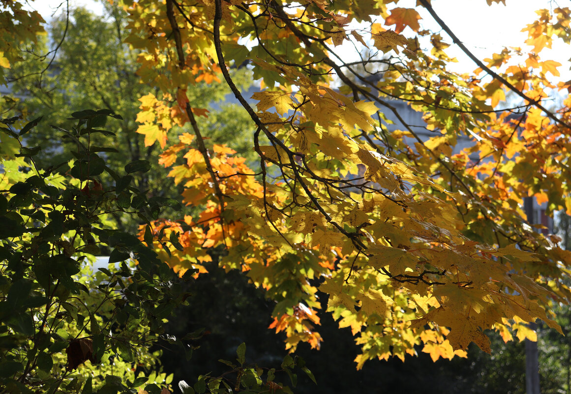 Ожидаются порывы ветра... - Наталья Лунева 