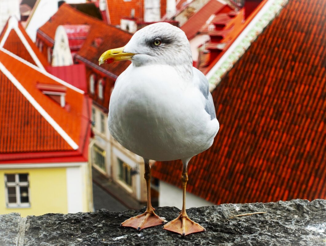 Это место пусто не бывает.. - Aida10 