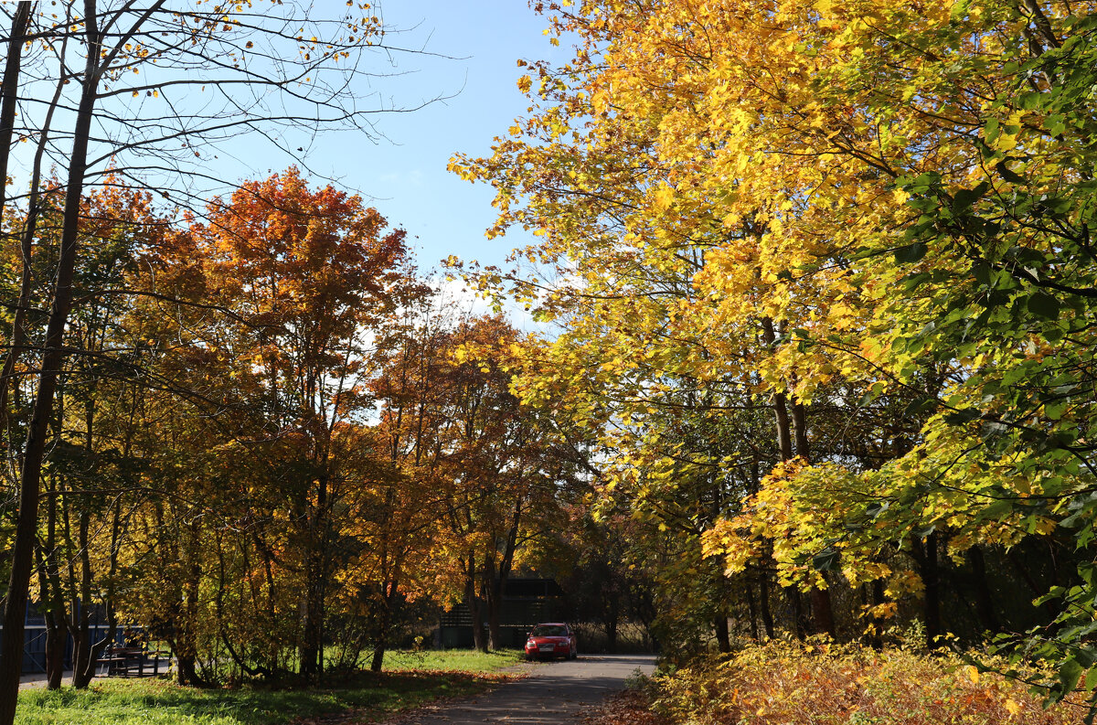 Одни уж листву потеряли... - Наталья Лунева 