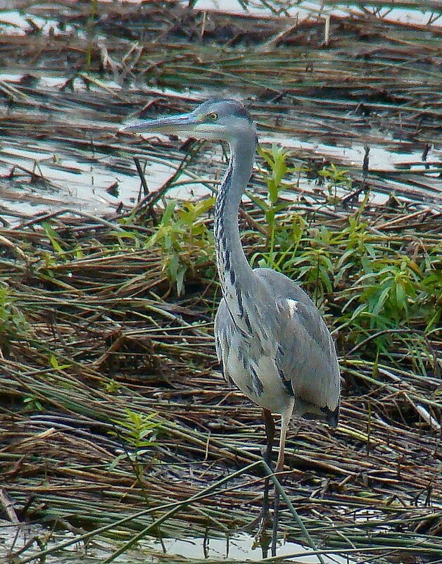 серая цапля - gawrilа - dan
