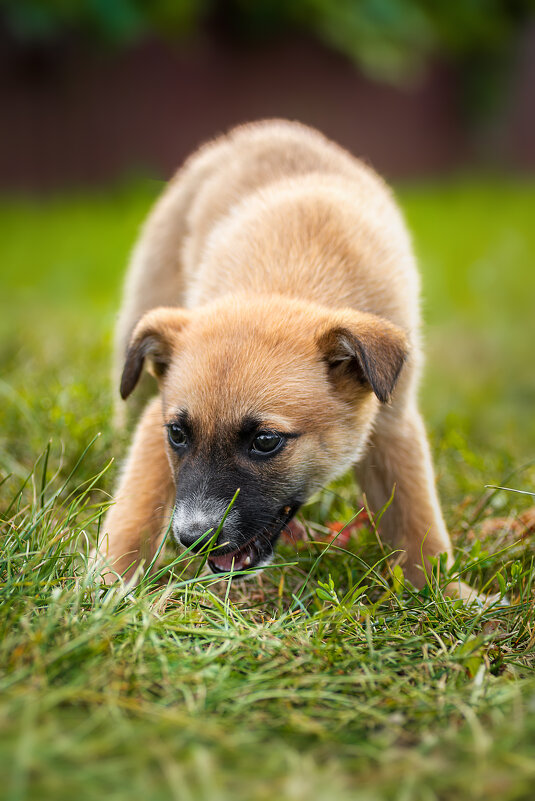 Щенок - Alex Bush