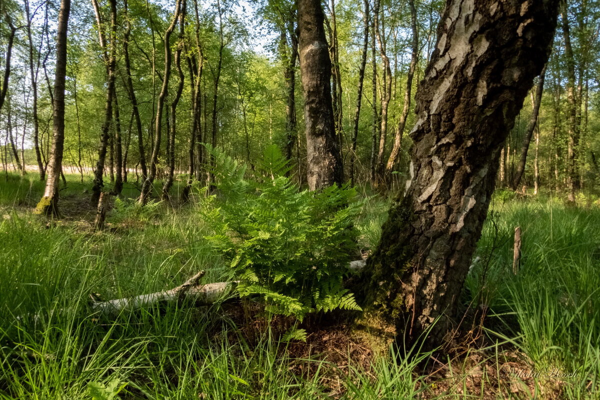 У старой берёзы... - Николай Гирш