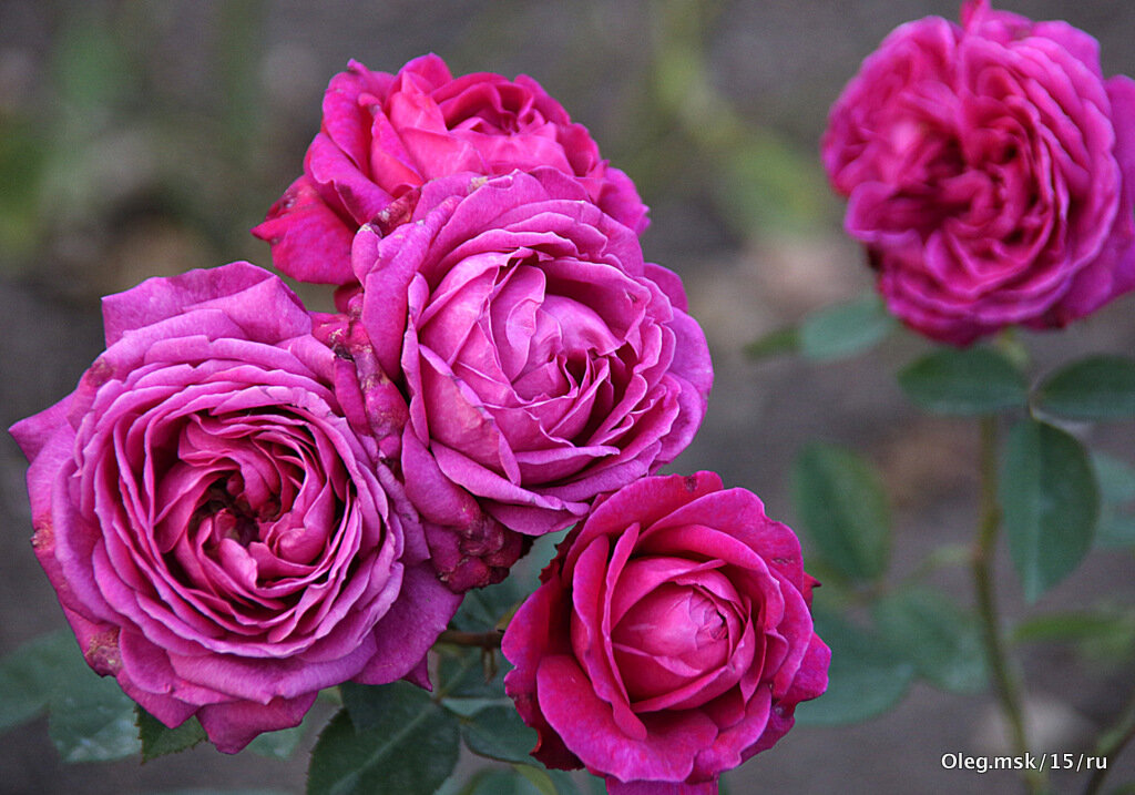 они на радость нам даны - Олег Лукьянов
