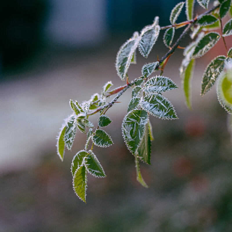 ... - Олег Архипов