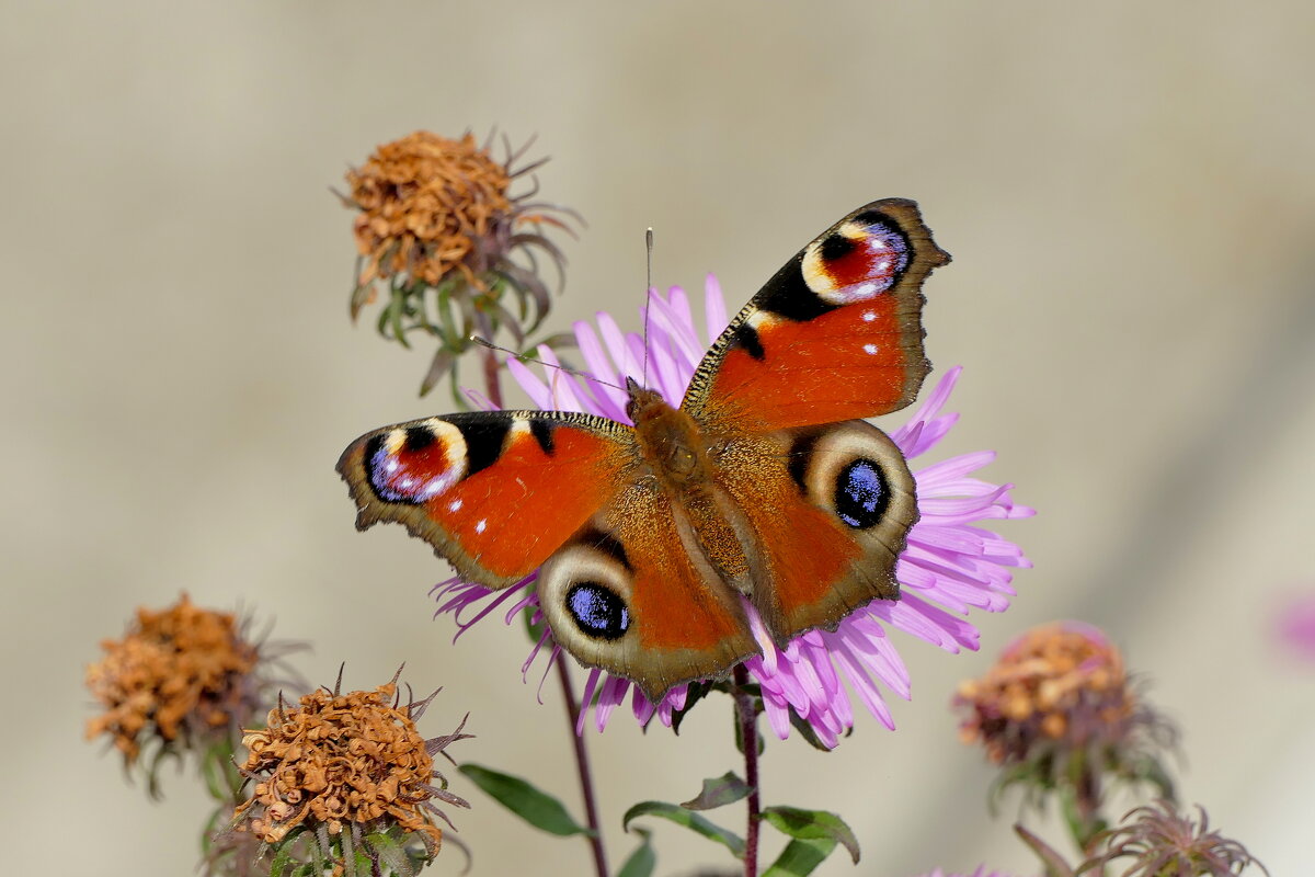 бабочки, снятые вчера 5 - Александр Прокудин бабочки, снятые вчера 5 - Александр Прокудин