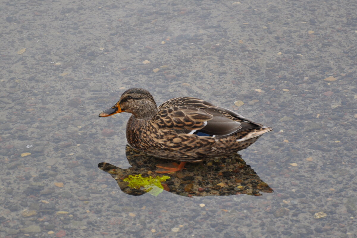Уточка у берега - Татьяна Машошина