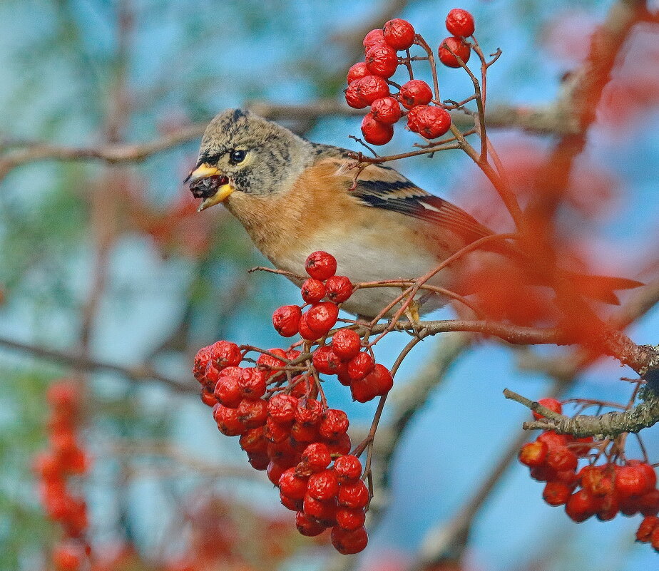 в рябиновом раю... - Andrey Bragin 