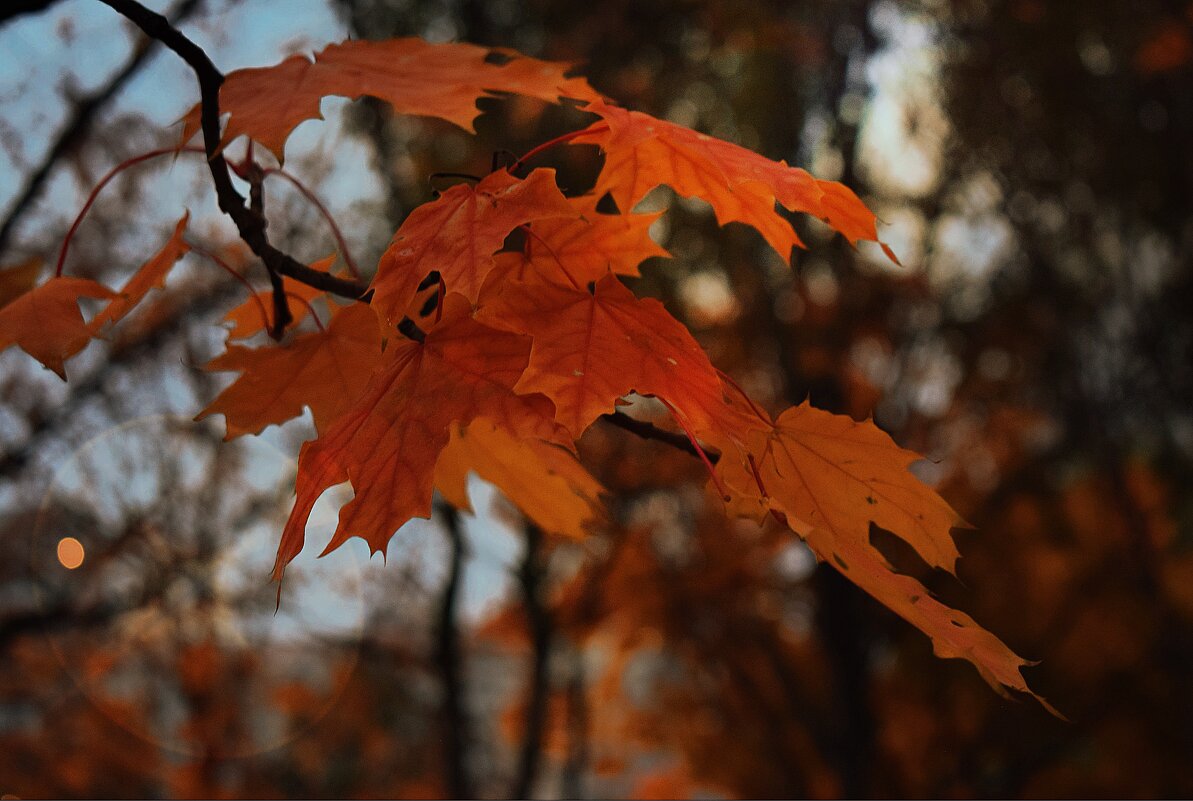 Лист клёна, как осколок октября. - Татьяна Помогалова