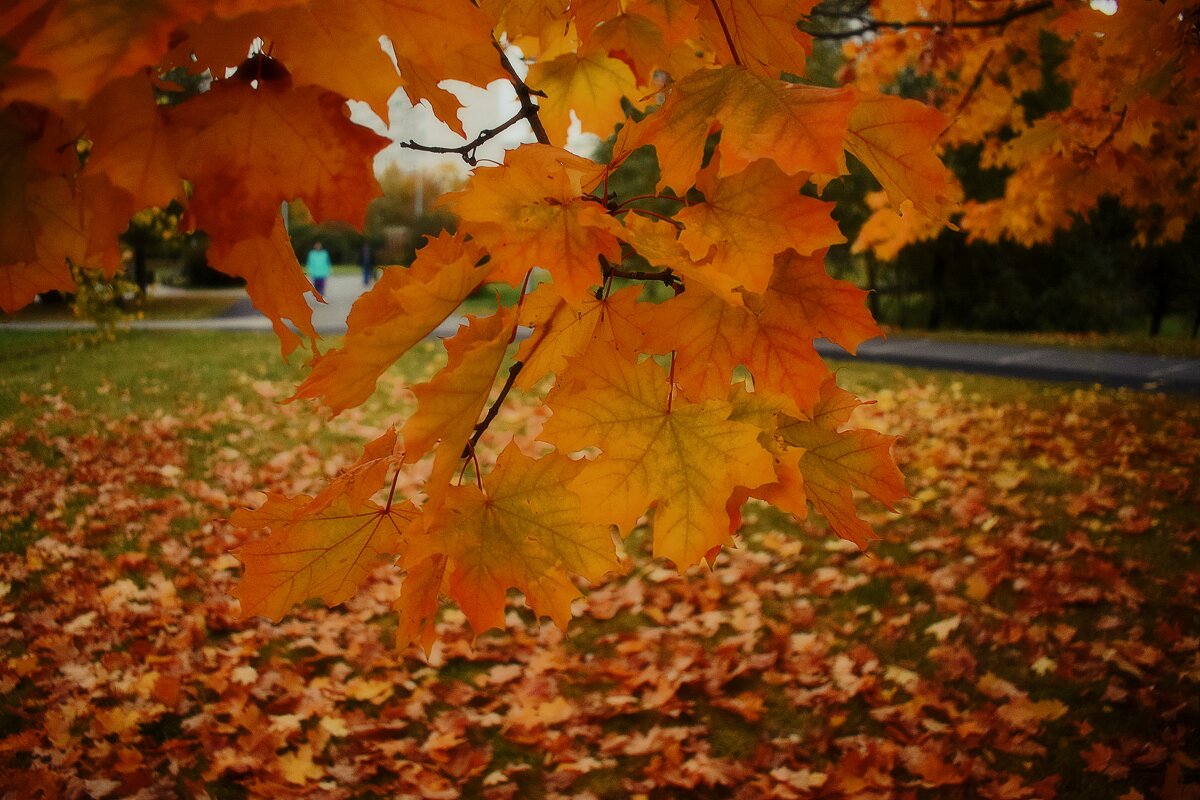 Листья жёлтые нам под ноги ложатся. - Татьяна Помогалова