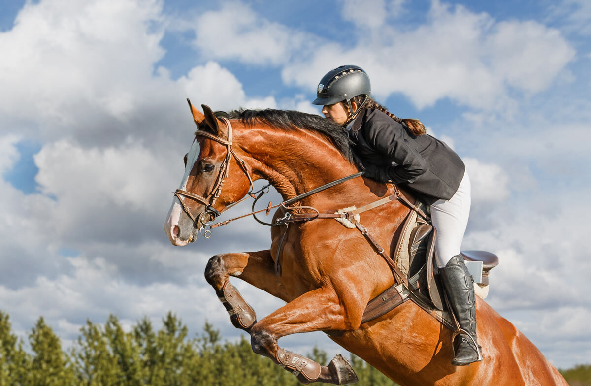 Конкур - SanSan 