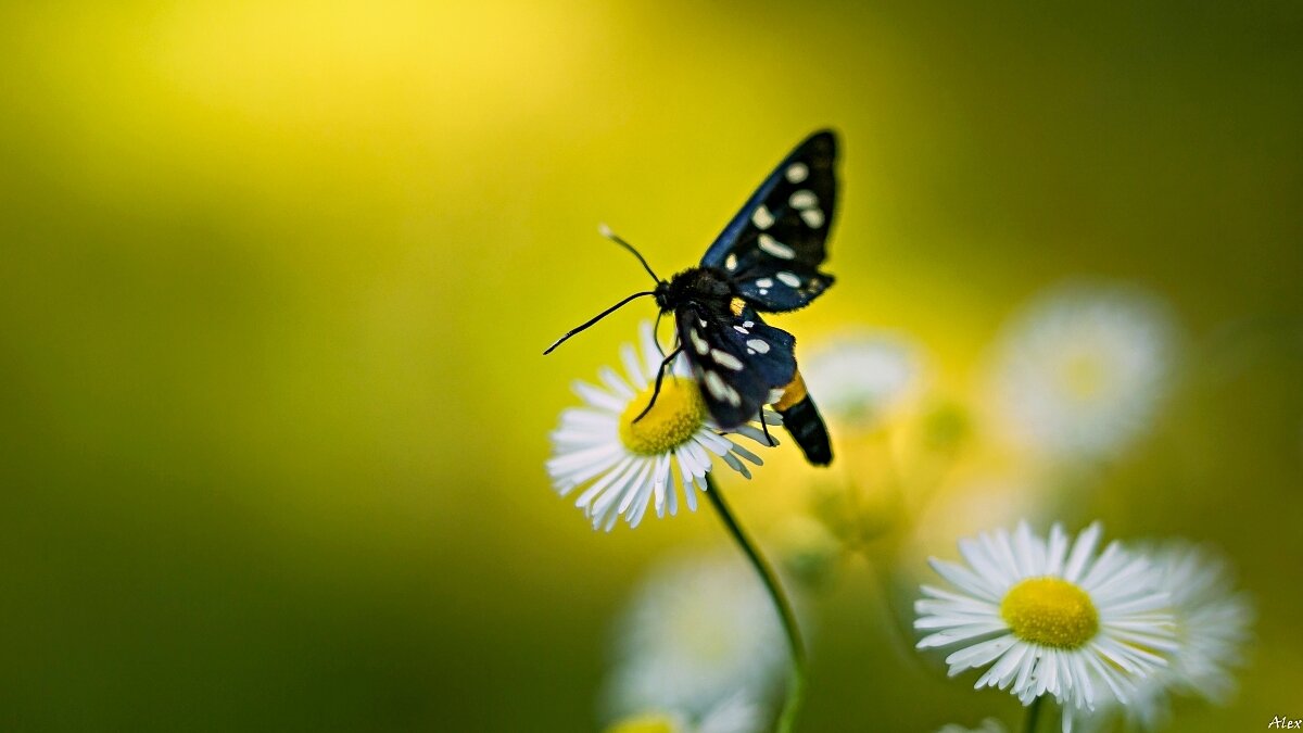 3965 - Alex . 3965 - Alex .