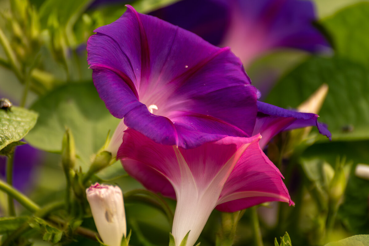 ипомея - Игорь Сикорский