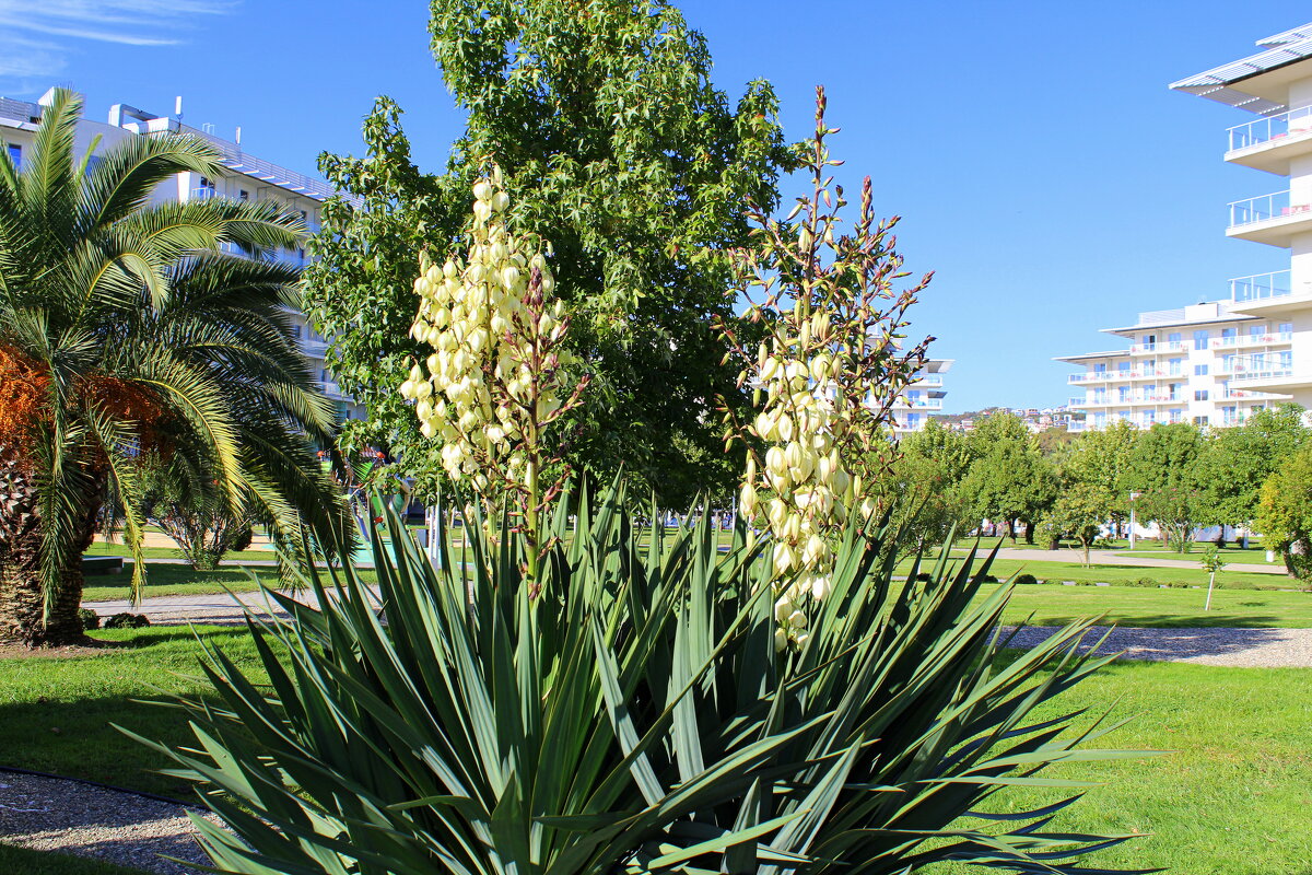 Юкка - Татьяна Лютаева