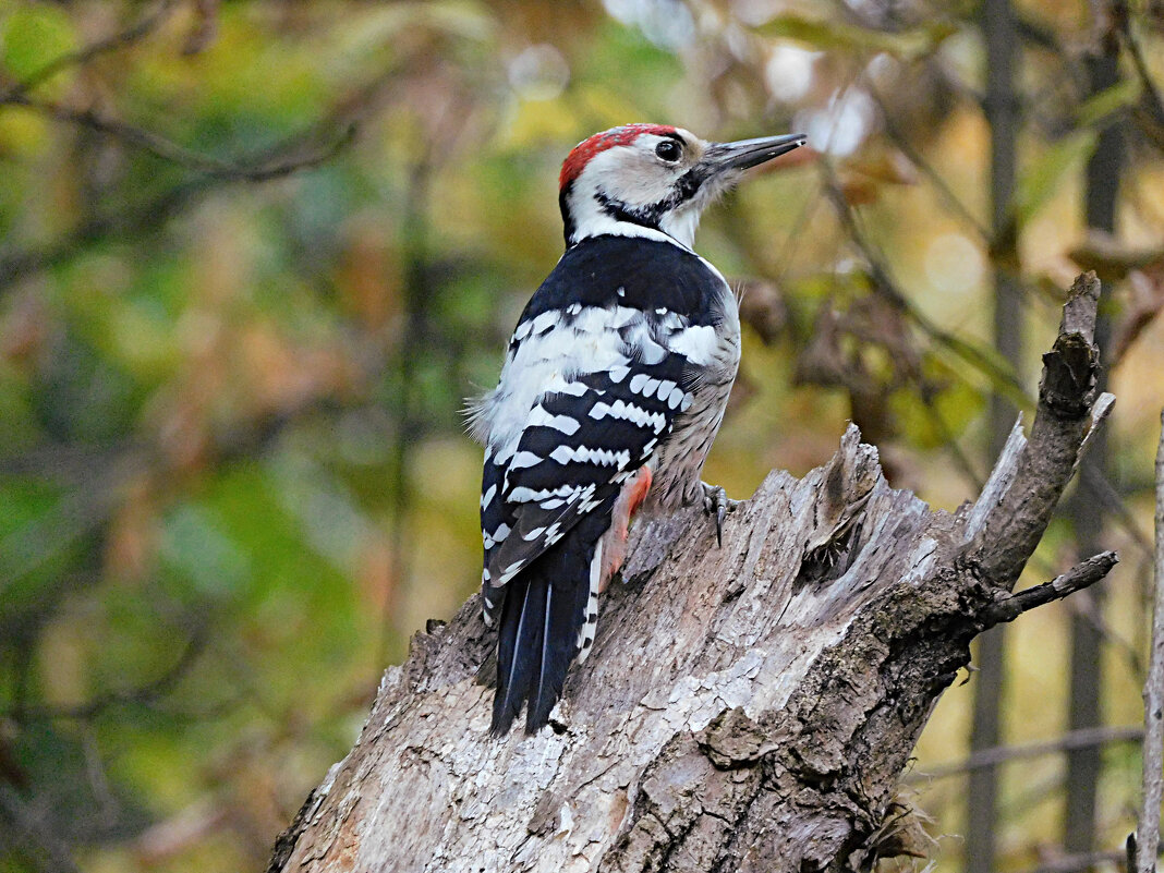 Белоспинный дятел - Лина 
