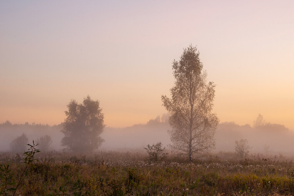 Туманное утро - Алексей Чигвинцев