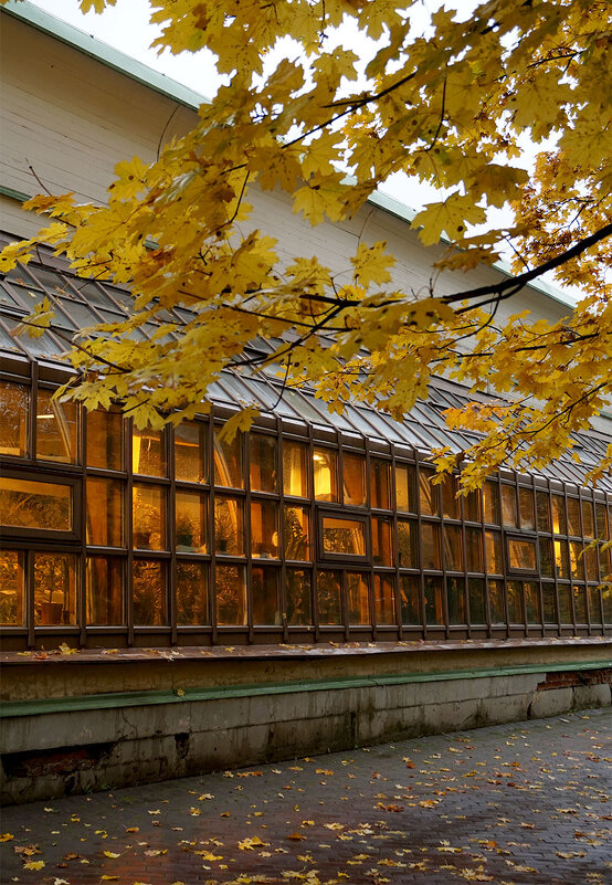 Желтый в тренде - Лариса Корж