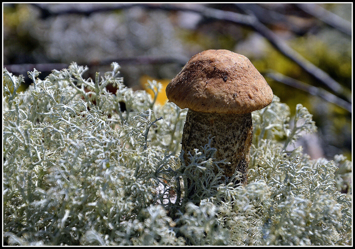 Подосиновики - Aleksandr Gal