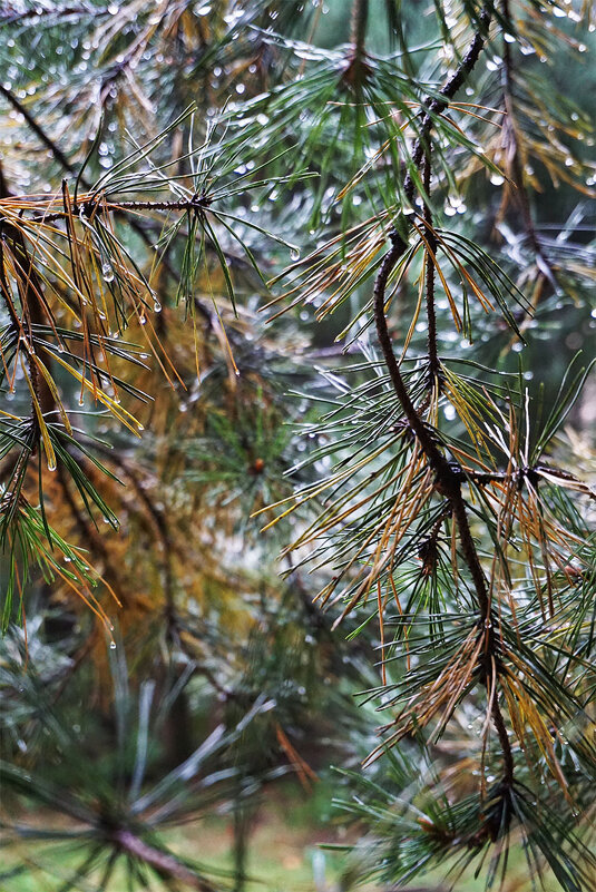 Сосновый занавес - Лариса Корж