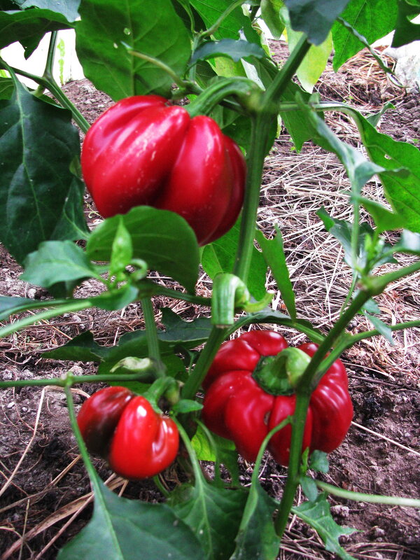 Перчик ещё радует - Людмила Смородинская