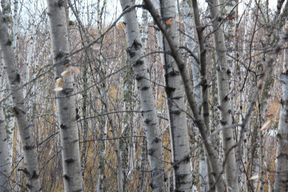 Березы - Сергей Никифоров