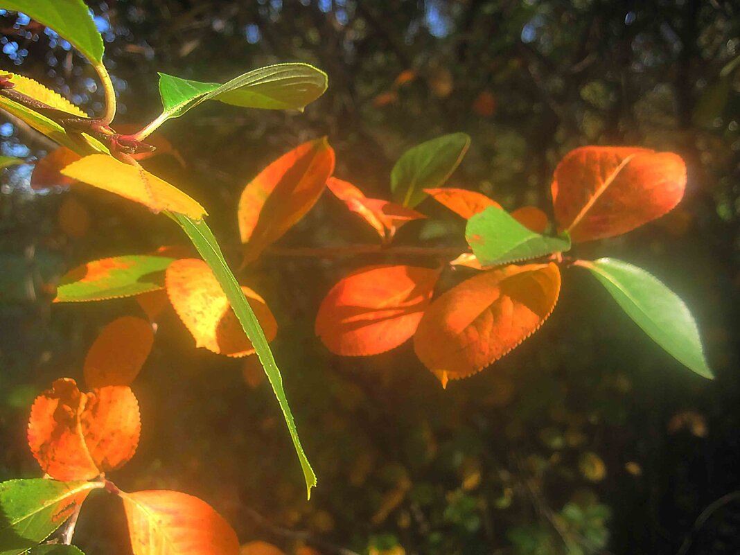 Осенние мотивы - Елена Семигина