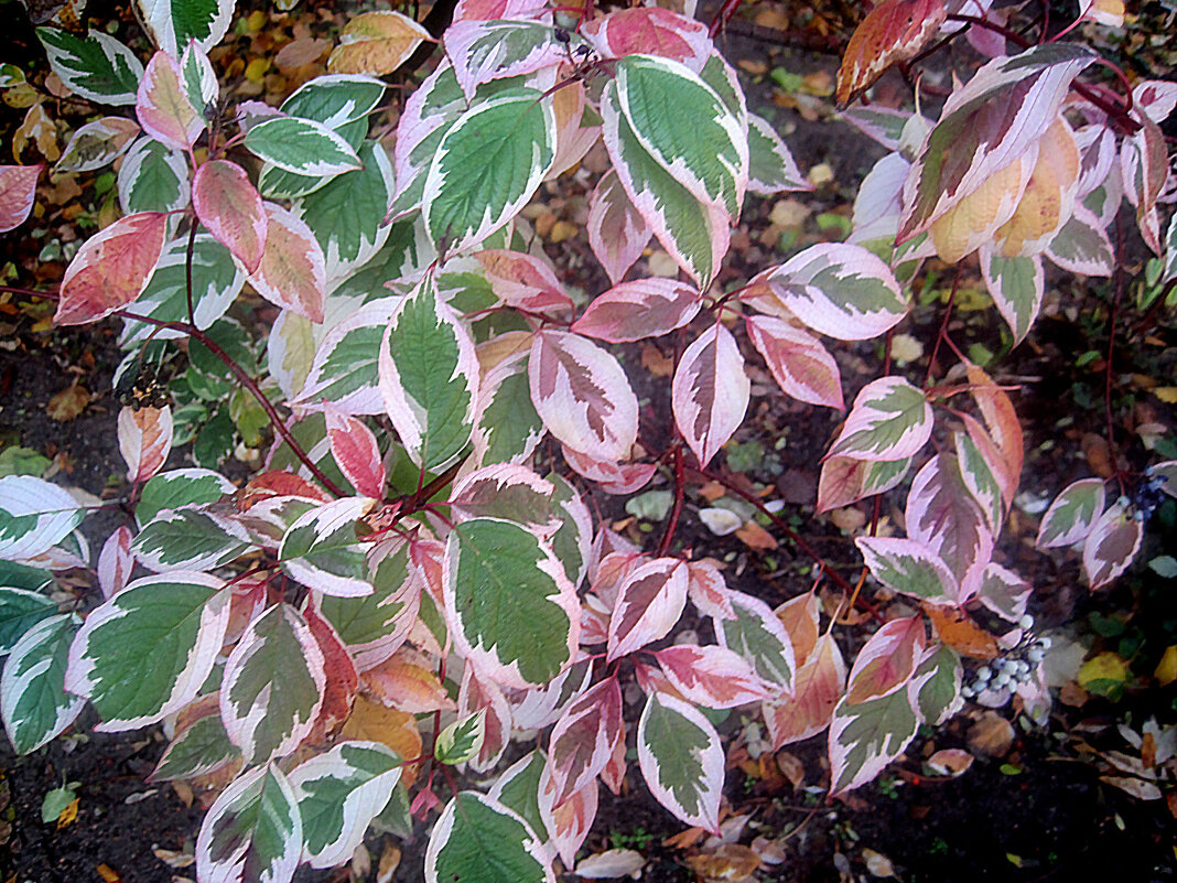 Осенний интерьер - Елена Семигина