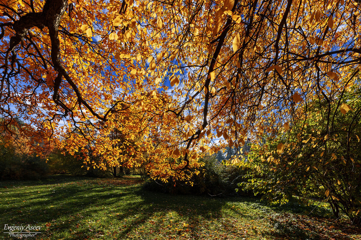Осенний свет - Евгений 