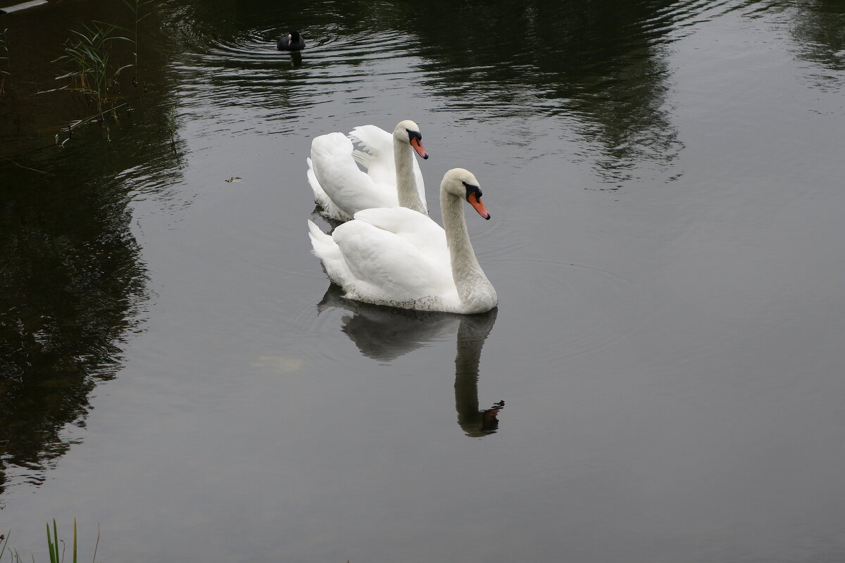 Лебеди в городском парке - Рита Симонова