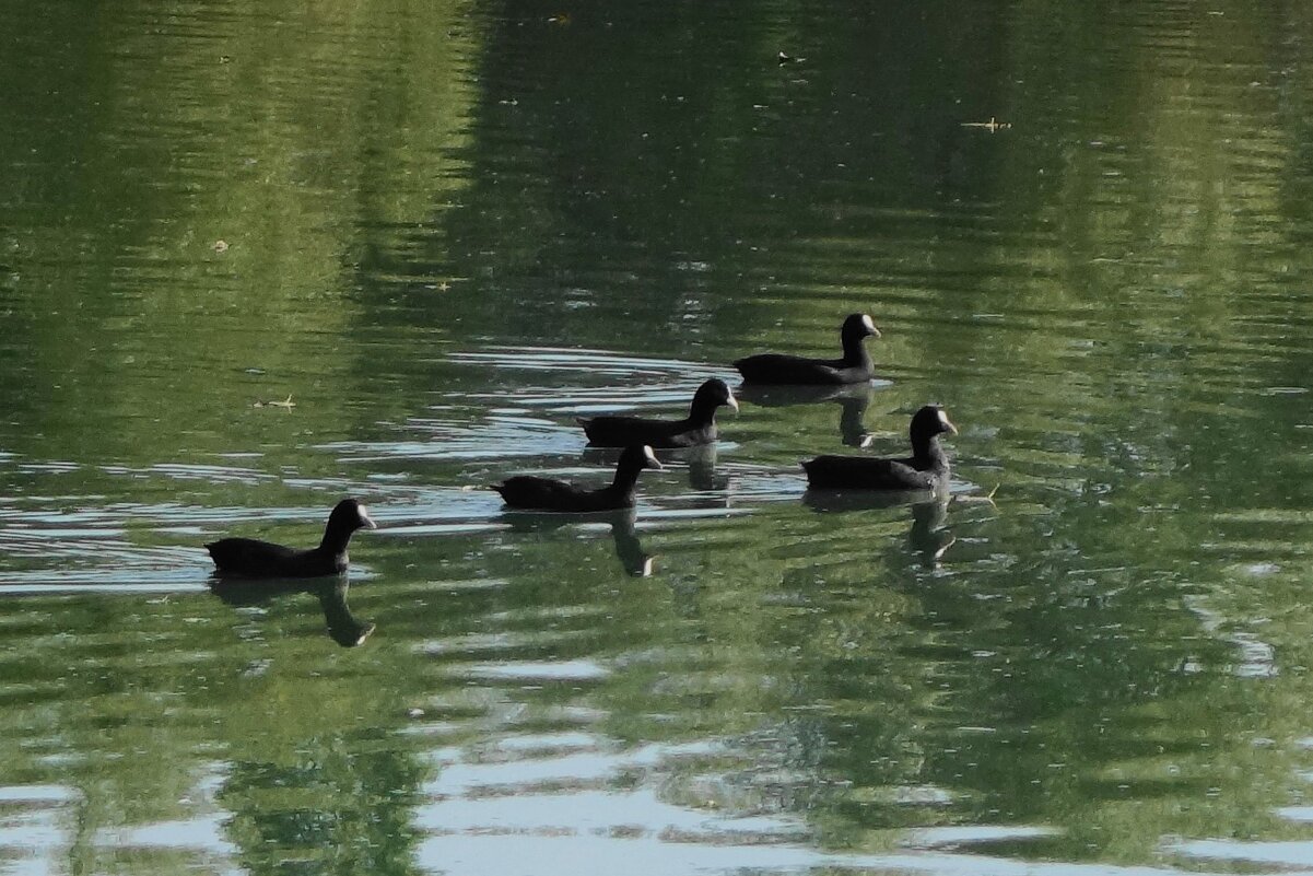 Молодые лысухи - Рита Симонова