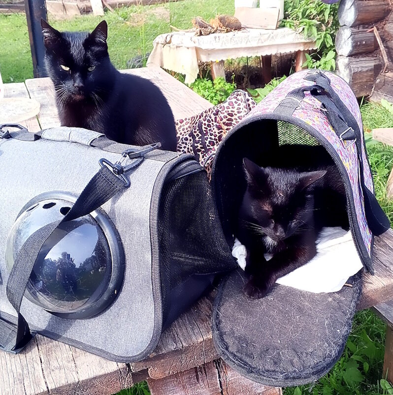 К переезду готовы - Ольга Довженко