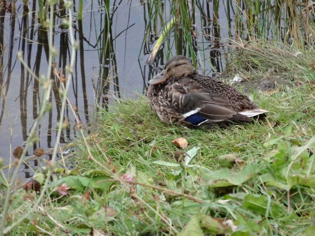 УТКА - СЕРГЕЙ ФИЛОЧКИН