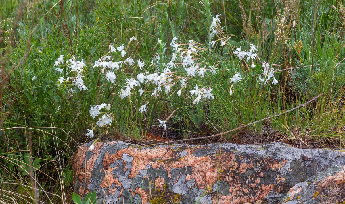 Краски лета. Гвоздика махровая. - Алексей Трухин