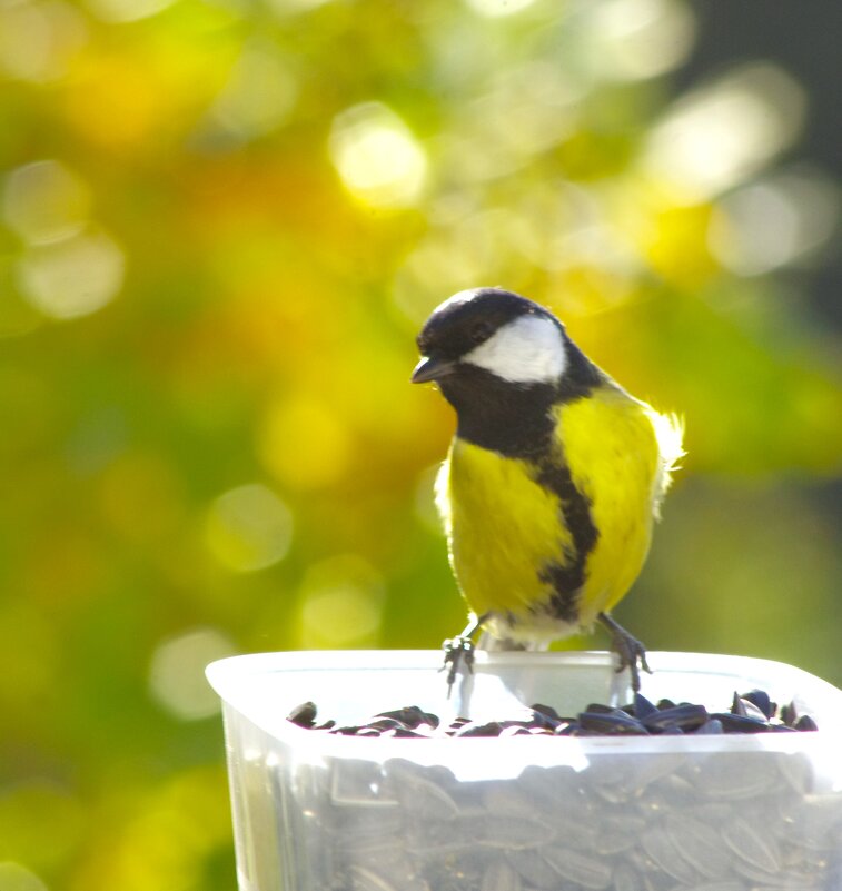 Большая синица (самец) - Юрий Куликов